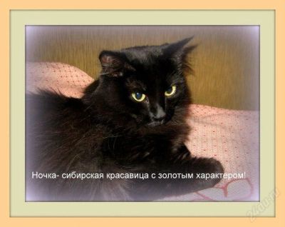 Лот: 2569185. Фото: 1. Чудесная сибирская кошечка Ночка... Кошки, котята