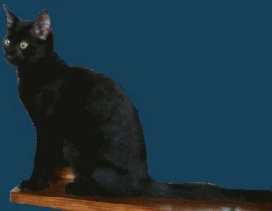 Лот: 6972269. Фото: 1. Большая черная-черная кошка Красавица. Кошки, котята