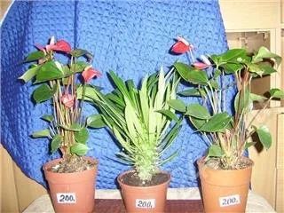 Лот: 540905. Фото: 1. ,пахиподиум. Горшечные растения и комнатные цветы