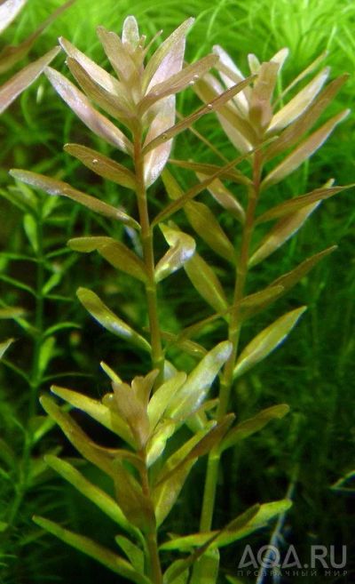 Лот: 10659275. Фото: 1. Ротала индика (Rotala indica). Водные растения