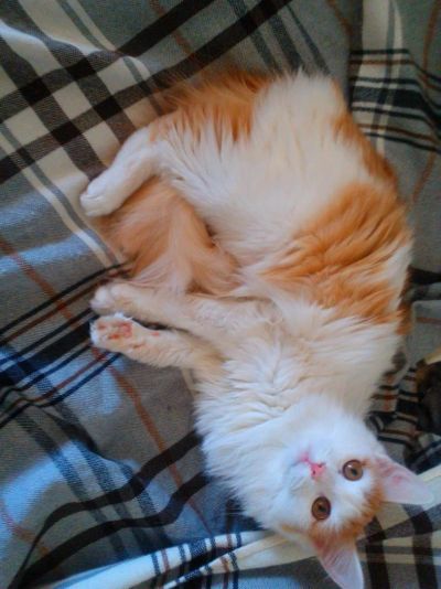 Лот: 6465499. Фото: 1. Отдам кошку смешанной породы Ангорка-Сибирская... Кошки, котята