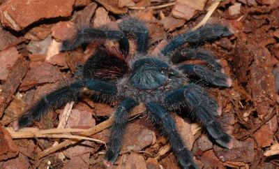 Лот: 3388649. Фото: 1. Авикулярия обыкновенная (Avicularia... Остальные животные
