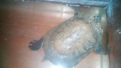 Лот: 9856172. Фото: 1. Черепаха красноухая + аквариум. Остальные животные