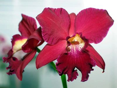 Лот: 2880625. Фото: 1. Slc. Ann Komine "Breathless". Горшечные растения и комнатные цветы