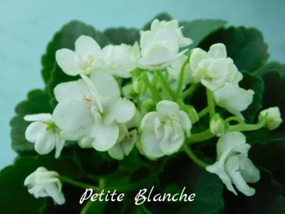 Лот: 8504031. Фото: 1. Минифиалка сортовая Petite Blanche... Горшечные растения и комнатные цветы