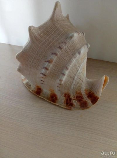 Лот: 9779191. Фото: 1. Морская ракушка. Другое (предметы интерьера)