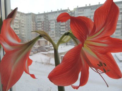 Лот: 8564740. Фото: 1. цветы. Горшечные растения и комнатные цветы