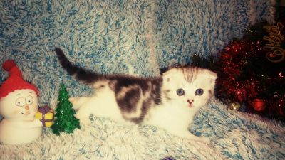 Лот: 12779525. Фото: 1. Шотландские котята. Кошки, котята