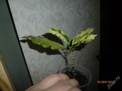 Лот: 2408527. Фото: 1. Кротон Тамара. Горшечные растения и комнатные цветы