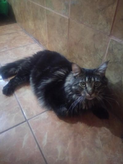 Лот: 15942939. Фото: 1. Кот Мейн Кун. Кошки, котята