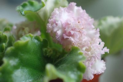 Лот: 4308016. Фото: 1. Фиалка Irish Cream, лист. Горшечные растения и комнатные цветы