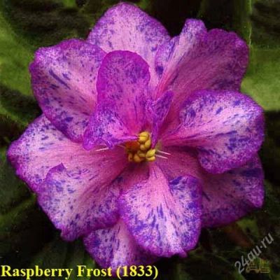 Лот: 1201665. Фото: 1. лист фиалки Raspberry Frost. Горшечные растения и комнатные цветы