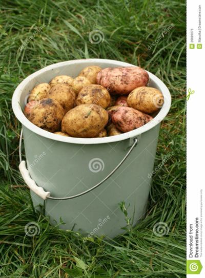 Лот: 10318109. Фото: 1. Картофель свежий урожай. Картофель