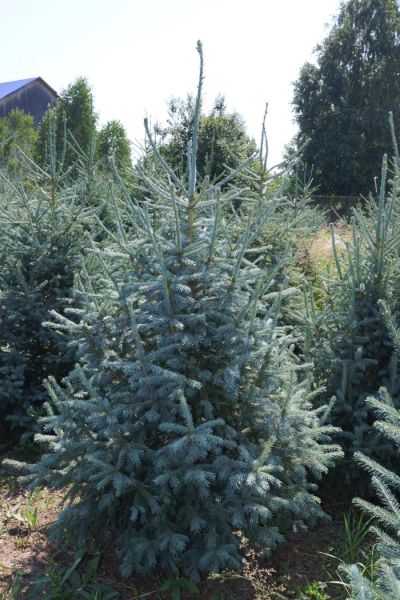 Лот: 11786203. Фото: 1. Ель сибирская голубая форма (Picea... Декоративные кустарники и деревья