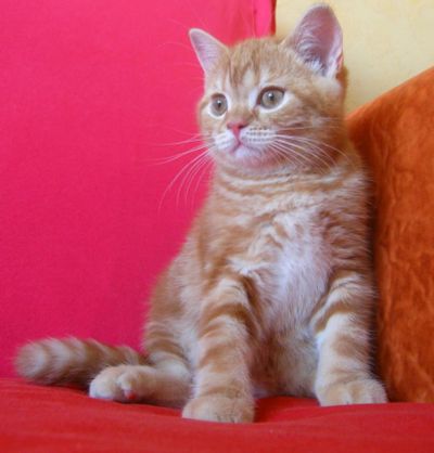 Лот: 6819103. Фото: 1. Скоттиш- страйт --очень,очень... Кошки, котята