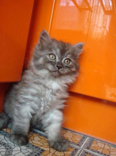Лот: 4359030. Фото: 1. Котёнок, 3,5 месяца, девочка... Кошки, котята