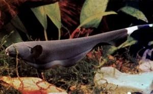 Лот: 5340519. Фото: 1. Черный нож (Apteronotus albifrons... Рыбки