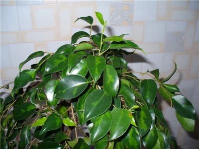 Лот: 7740229. Фото: 1. Укоренённые черенки, Ficus Denylight... Горшечные растения и комнатные цветы