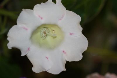 Лот: 3077558. Фото: 1. Глоксиния 37 (цветёт). Горшечные растения и комнатные цветы