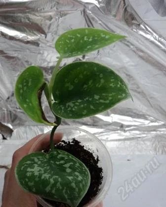 Лот: 1572651. Фото: 1. Сциндапсус расписной Scindapsus... Горшечные растения и комнатные цветы