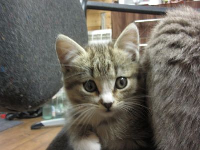 Лот: 5990773. Фото: 1. Продам котёнка-Британец по маме... Кошки, котята