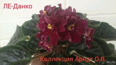 Лот: 8227791. Фото: 1. Фиалка ЛЕ-Данко, лист. Горшечные растения и комнатные цветы