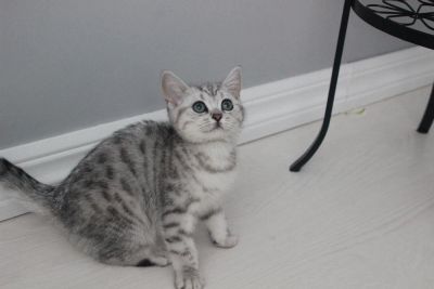 Лот: 5210116. Фото: 1. Шикарный британский котенок,девочка... Кошки, котята