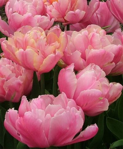 Лот: 6187847. Фото: 1. Тюльпан Pink Star. Луковица. Другое (семена, рассада, садовые растения)