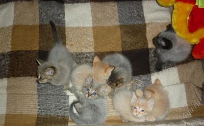 Лот: 2393913. Фото: 1. Котята в добрые руки. Кошки, котята