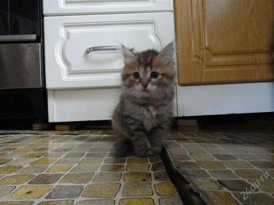 Лот: 2943062. Фото: 1. Очень пушистенькая и миленькая... Кошки, котята