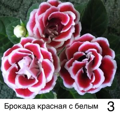 Лот: 21064146. Фото: 1. Глоксиния. Горшечные растения и комнатные цветы