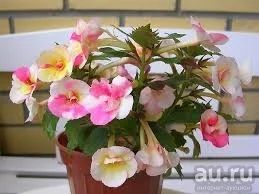 Лот: 13666406. Фото: 1. Ахименес Cytro, молодое растение. Горшечные растения и комнатные цветы