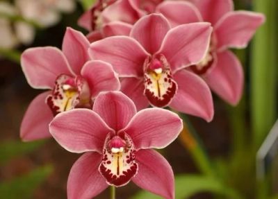 Лот: 8295667. Фото: 1. Орхидея цимбидиум. Горшечные растения и комнатные цветы