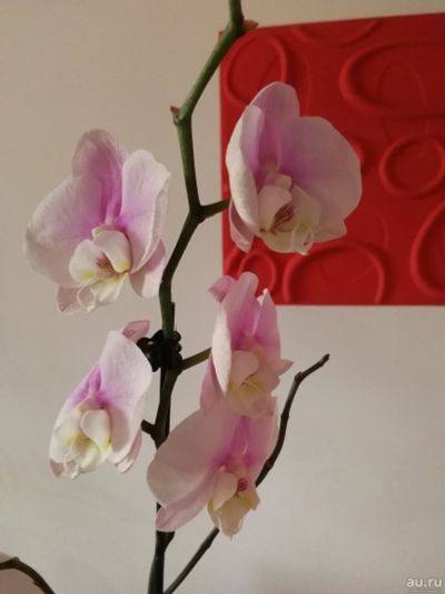 Лот: 13529448. Фото: 1. Орхидея 7. Горшечные растения и комнатные цветы