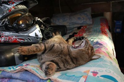 Лот: 3548763. Фото: 1. Отдам "дикого" котенка. Кошки, котята