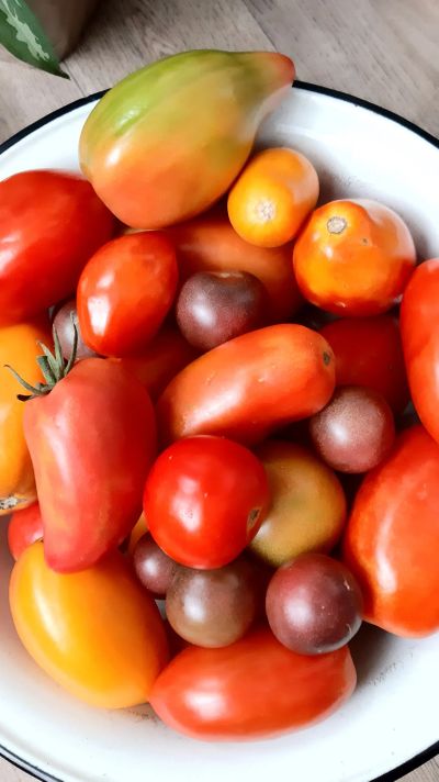Лот: 20924016. Фото: 1. Помидоры домашние вкусные. Овощи, фрукты, зелень