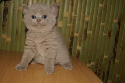Лот: 4264993. Фото: 1. Шотландская лиловая кошечка. Кошки, котята