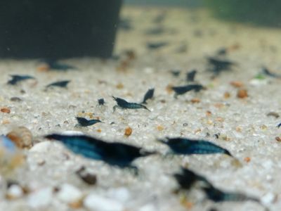 Лот: 11318820. Фото: 1. Креветка синяя мечта( Blue dream... Моллюски, ракообразные, кораллы