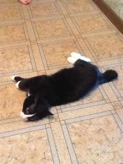 Лот: 2895732. Фото: 1. котенок курильский бобтейл. Кошки, котята