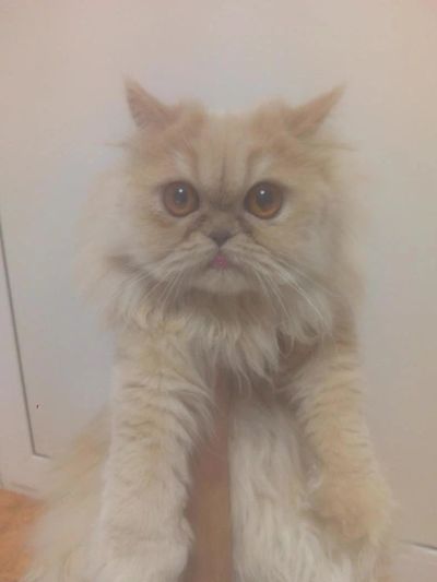 Лот: 10475008. Фото: 1. Персидская кошка 1.5 года отдадим... Кошки, котята