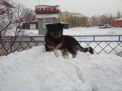 Лот: 3828096. Фото: 1. Жуля. Собачка на охрану. Собаки, щенки