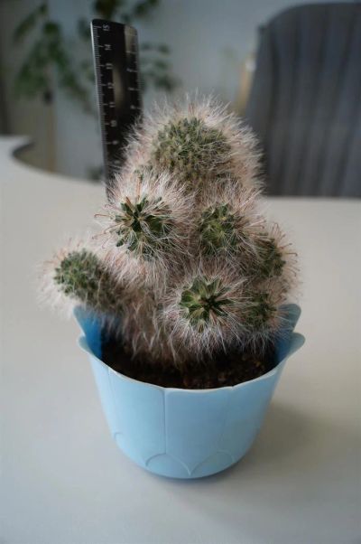 Лот: 3113791. Фото: 1. Кактусы - Коллекция - Mammillaria... Горшечные растения и комнатные цветы