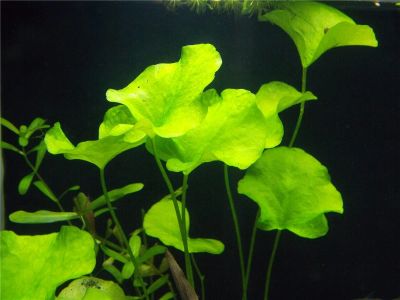 Лот: 7406455. Фото: 1. растение для аквариума нимфоидес... Водные растения