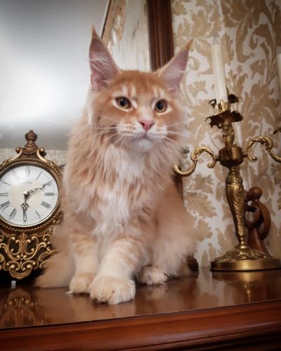 Лот: 15755158. Фото: 1. Мейн кун котик. Кошки, котята