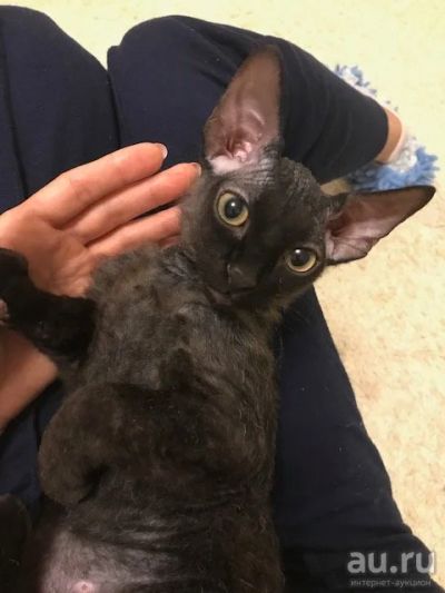 Лот: 14545953. Фото: 1. Котенок донской сфинкс 4 мес. Кошки, котята