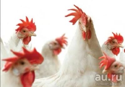 Лот: 9986411. Фото: 1. Голландские курицы белые. Птицы