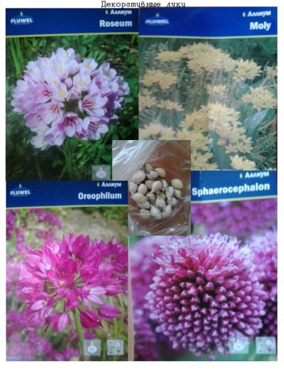 Лот: 3906460. Фото: 1. Продам луковицы декоративного... Другое (семена, рассада, садовые растения)