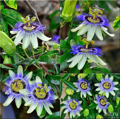 Лот: 8540798. Фото: 1. Пассифлора голубая (Passiflora... Декоративные кустарники и деревья