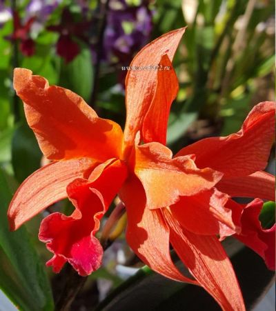 Лот: 12433523. Фото: 1. Орхидея Каттлея красная. Горшечные растения и комнатные цветы