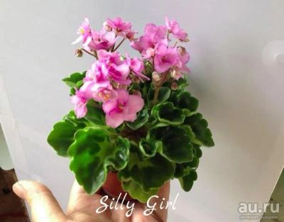 Лот: 8433554. Фото: 1. Мини фиалка Silly Girl(детка). Горшечные растения и комнатные цветы